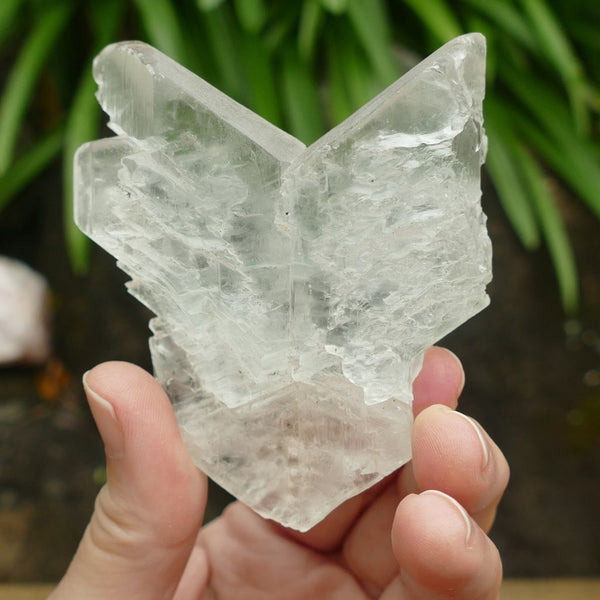 Fishtail Selenite (Angel Wing Selenite) Display Piece