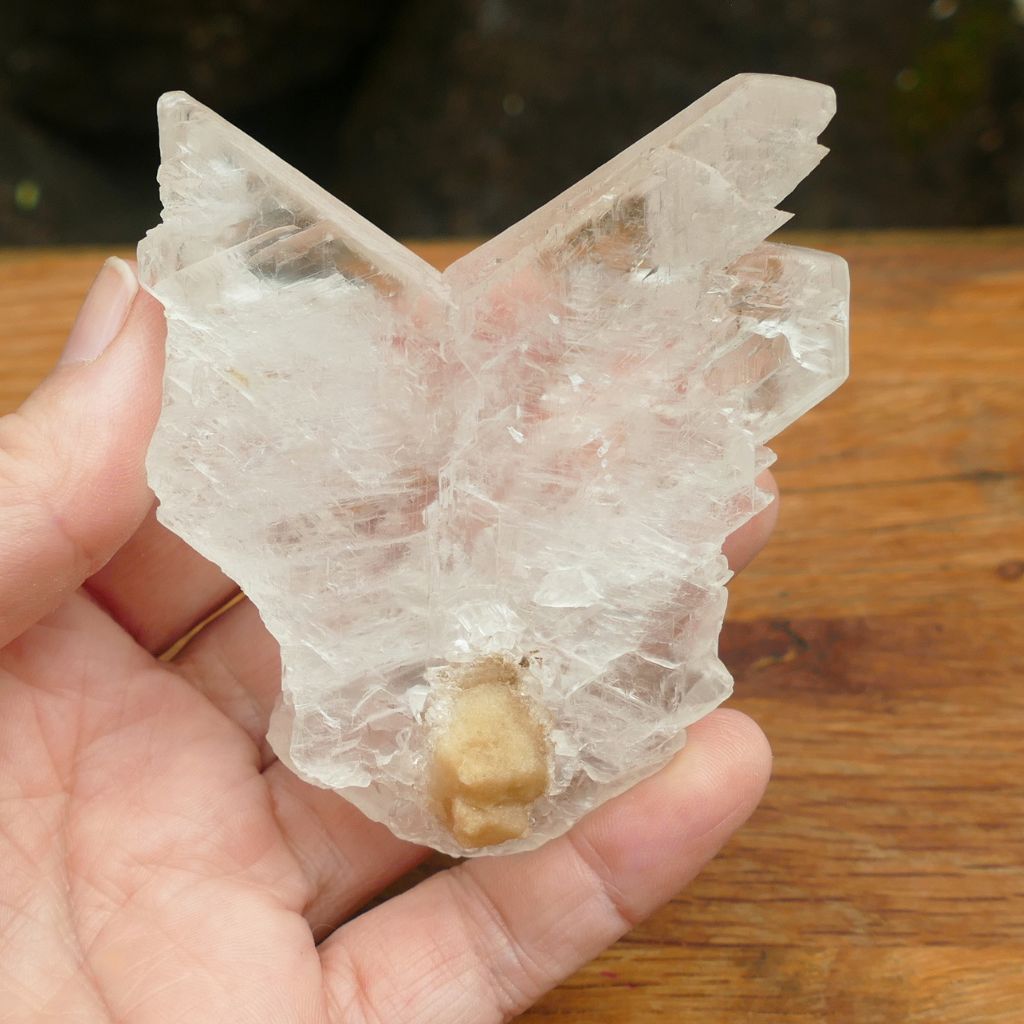 Natural Fishtail Selenite (Angel Wing Selenite) crystal specimen with translucent wing-like formation for energy cleansing and meditation.