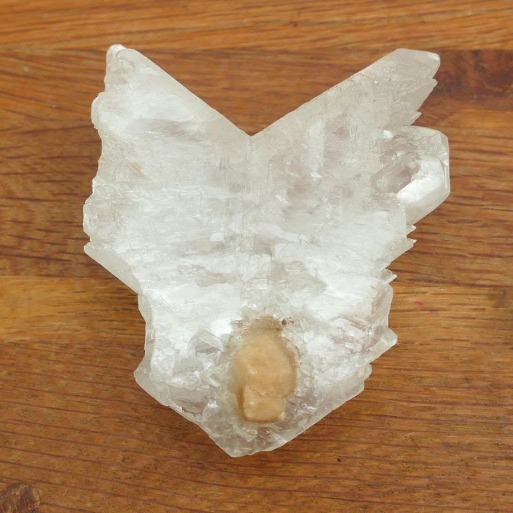 Natural Fishtail Selenite (Angel Wing Selenite) crystal specimen with translucent wing-like formation for energy cleansing and meditation.