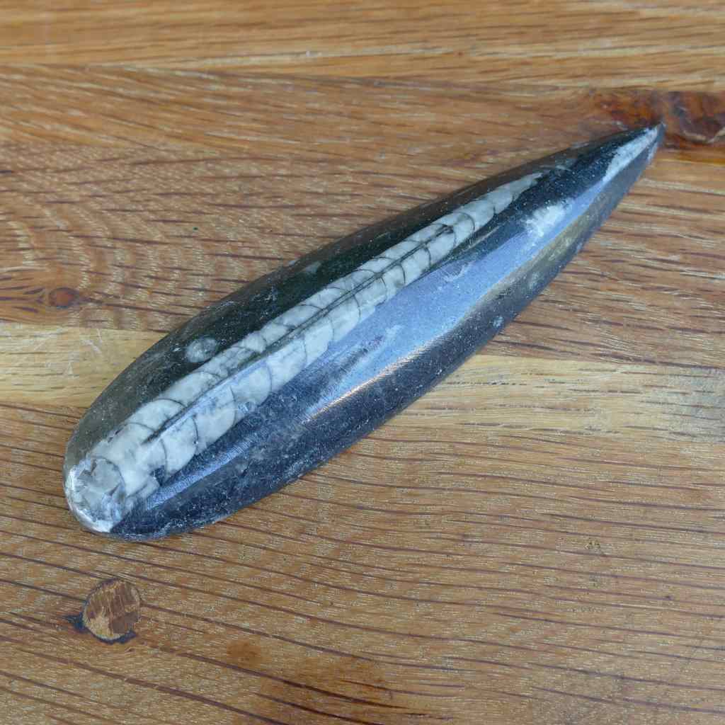 Orthoceras Fossil Polished Surfboard