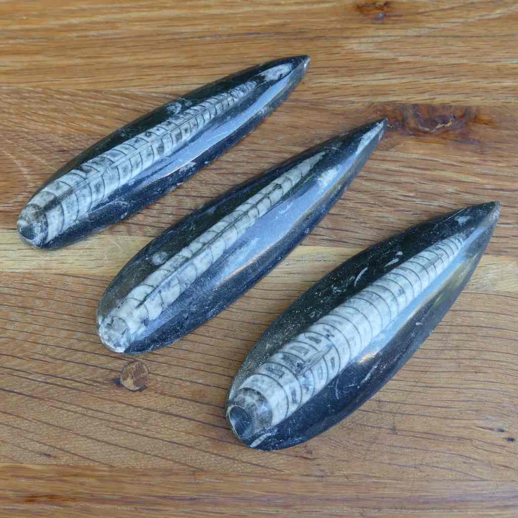 Orthoceras Fossil Polished Surfboard