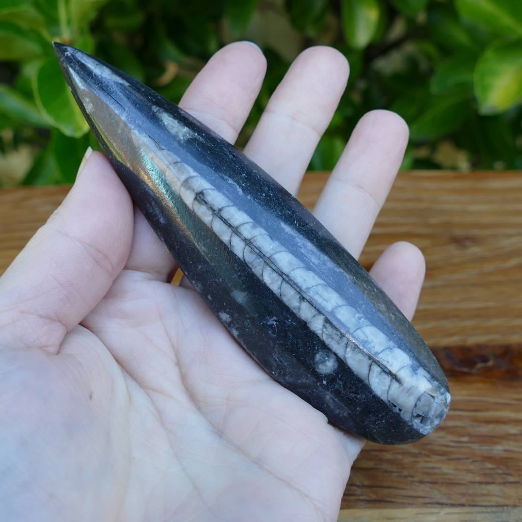 Orthoceras Fossil Polished Surfboard